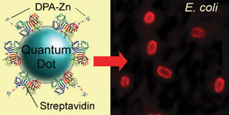 A zinc dipicolylamine coated quantum dot