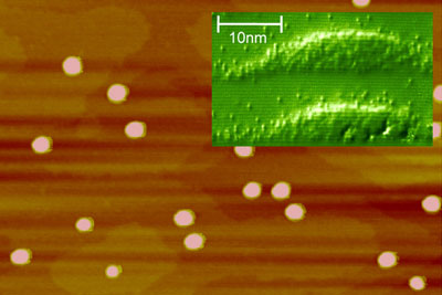 The scanning force microscope reveals quantum dots, which arrange themselves randomly