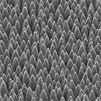 Laser textured silicon surface