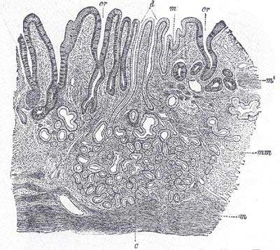 illustrated cross-section of human mucus membrane from the stomach