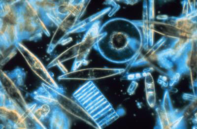 Proteins from marine diatoms hold vast potential for improved antibiotics