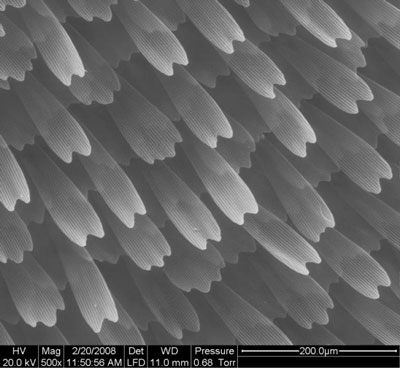 Enlarged view of surface of butterfly wings after application of coating using conformal evaporated film by rotation