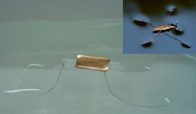 The artificial water strider can float on the water surface while carrying a weight 100 times heavier than the real insect
