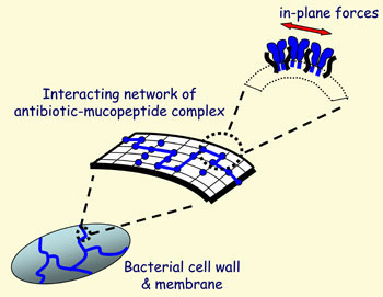 Schematic showing mechanism of surface stress on bacterial cell walls