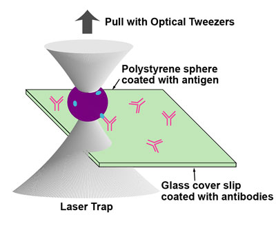 Basic scheme of an optical tweezer-based sensor of biological particles