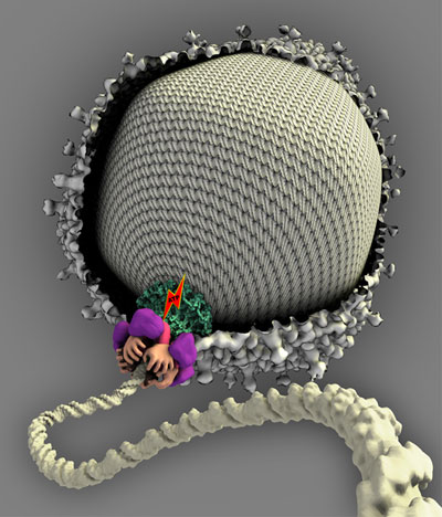 This artist's conception depicts the structure of a molecular motor that packages DNA into the head segment of the T4 virus