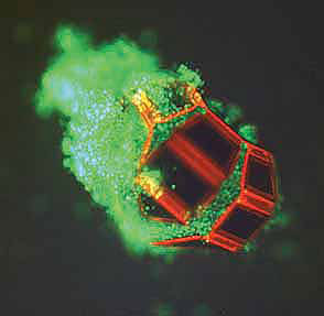 This fluorescent micrograph features a single microgripper with live cells within its grasp