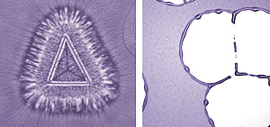 Crystallization (left) occurs as polymers harden into thin films, which are used widely in electronics technology. But when dewetting (right) also occurs, inhomogeneities in the film can degrade performance