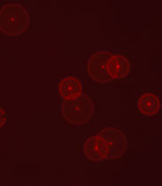 Fluorescence microscopy image of 100nm microspheres used to develop the DAC microscopy method for measuring molecules