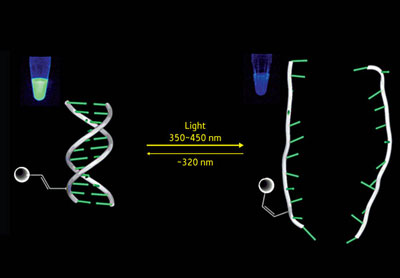 This figure shows the reversible formation and destabilization of a DNA complex by a photochromic nucleoside (PCN) that changes formation under differing light conditions