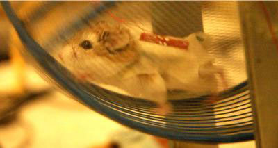 This image shows a hamster wearing a jacket on which nanogenerators are attached. The generators produce electricity as the animal runs and scratches