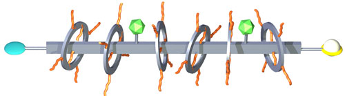 Molekulare Lichtsammler umgeben eine Polymerachse