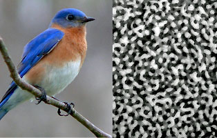 Prum and Dufresne discovered that the nanostructures that produce some birds’ brightly colored plumage, such as the blue feathers of the male Eastern Bluebird, have a sponge-like structure