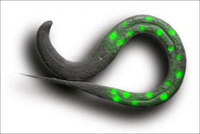 Normal Juvenile C. elegans Worm