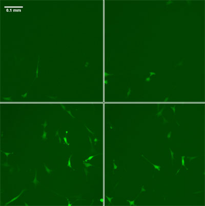 fluorescence images of a cell culture