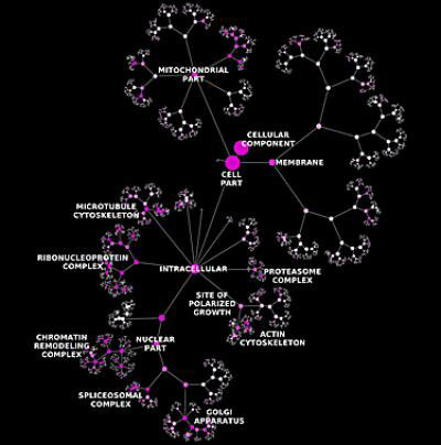 This image shows the hierarchical ontology of genes, cellular components and processes derived from large genomic datasets.

