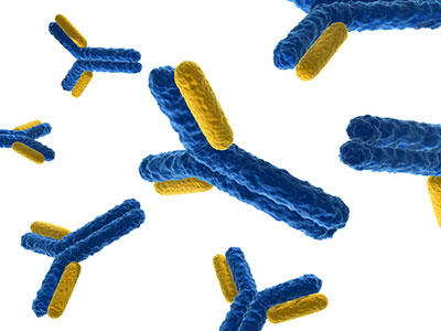 By selecting antibodies (blue and yellow) with strong affinity for particular targets, scientists can label or isolate proteins of interest, or even modulate the function of those proteins in living cells