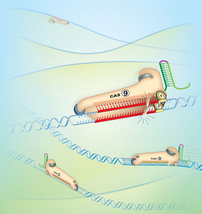 he bacterial enzyme Cas9 is the engine of RNA-programmed genome engineering in human cells