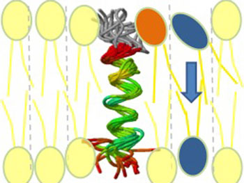With the corkscrew-shaped peptide binding a lipid molecule, the newly formed phospholipid can slip through the first membrane layer into the second. 