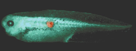 This shows a tumor within a tadplole embryo that has been labeled with red fluorescence to allow tracking