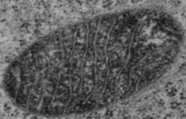 compartments of the mitochondria