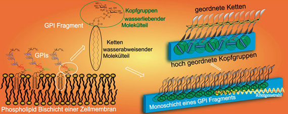 Model of a cell membrane with embedded glycolipids