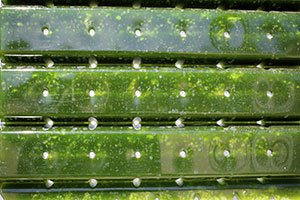 Microalgae tanks