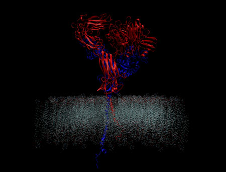 two integrin components (red and blue) protruding from a cell membrane