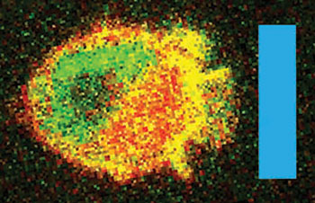 An immune cell moves toward a light beam