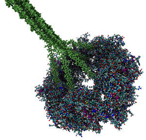 The 3-D molecular model of a plant cellulose synthase no longer remains elusive