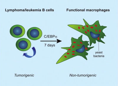 Cell reprogramming to cure leukaemia and lymphoma