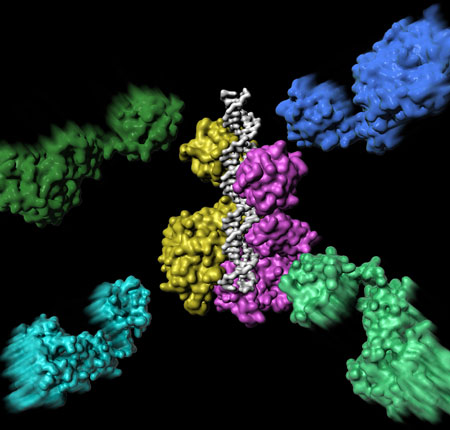 assembly of an important protein-DNA complex