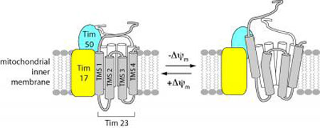 TIM23 Protein-Conducting Channel