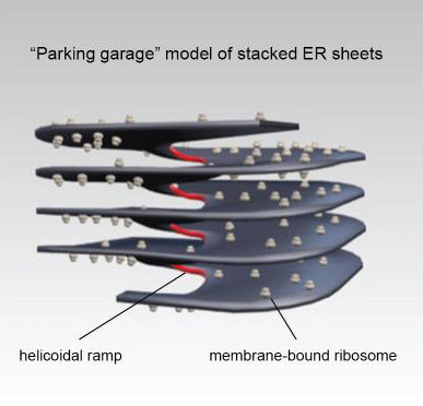 Parking Garage Structure of Endoplasmic Reticulum