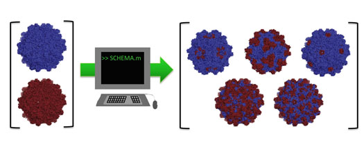computer algorithm to find the parts of two distantly related adeno-associated viruses that could be recombined into new and useful viruses for gene therapy