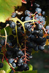 Tannat Grape