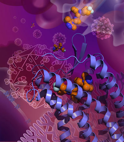 HIV drug maraviroc grabbing hold of CCR5 in an inactive conformation that prevents HIV from using the receptor to enter cells