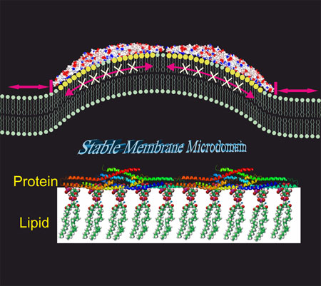 BAR proteins can create stable lipid microdomains at cell membranes