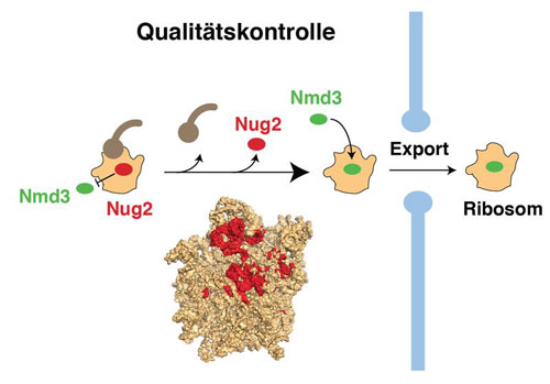 Quality control and ribosome export from cell nucleus to cytoplasm