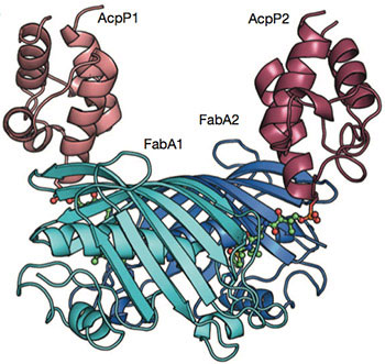 Linking carrier proteins (red) to enzymes (blue) that synthesize fatty acids