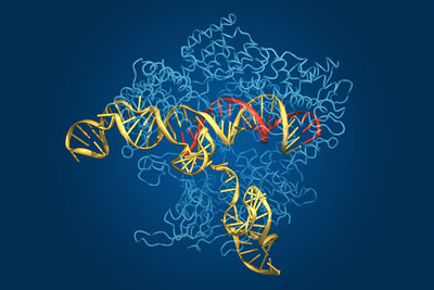 This image of the Cas9 complex depicts the Cas9 protein (in light blue), along with its guide RNA (yellow), and target DNA (red)