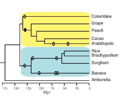 evolutionary relationships among the species analyzed for conserved non-coding sequences