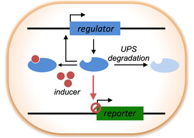The Deg-On system, an engineered regulator, controls the expression of a fluorescent reporter