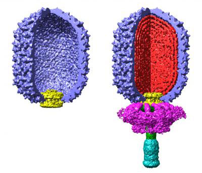 Cross Sections of Empty and Filled Virus