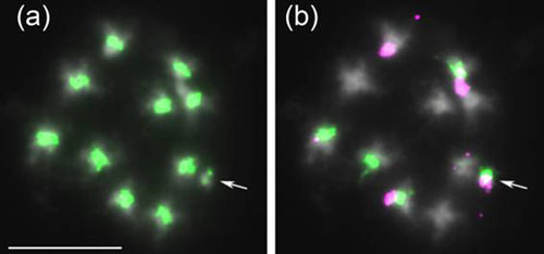 FISH images of a mitotic prometaphase cell