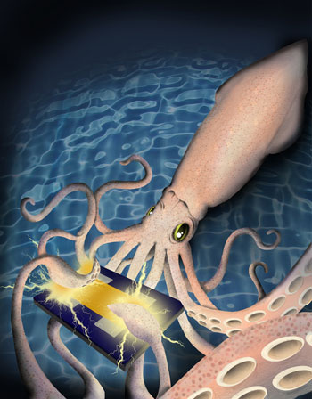 A protein in squid skin called reflectin can conduct positive electrical charges