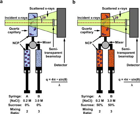 A schematic of a stopped-flow mixing experiment to probe salt-induced disassembly of nucleosome core particles