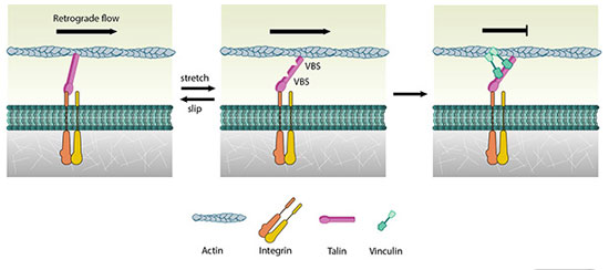 model of vinculin binding to the integrin-talin-actin complex, subsequently arresting the actin filament retrograde flow