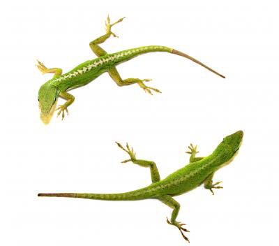 Green Anole Lizard (Anolis carolinensis)