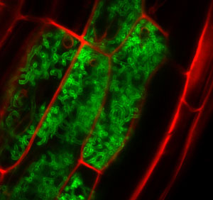 arbuscular mycorrhizal fungus (green) inside Brachypodium distachyon root cells (red)